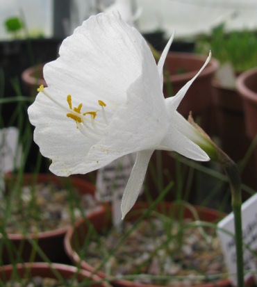 Narcissus cantabricus var foliosus